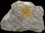 Ordovician Starfish (Petraster?) Fossil - Morocco #41815-1